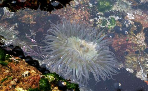 sea anemone  tidepool  stock photo public domain pictures