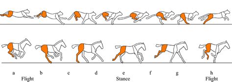 Illustrations Of The Stance And Flight Stages Of The Rotary Gallop Of