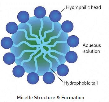 micelle formation structure soap action  sample questions