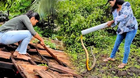 चावायला आला अंगावर हा भला मोठा साप😳या सापाला घरावर चढून खूप मेहनतीने