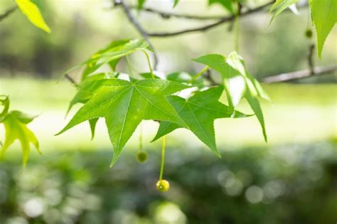 Premium Photo | Sycamore maple leaves in the forest in spring