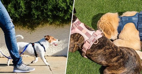 7 Best Dog Harnesses To Shop According To Experts