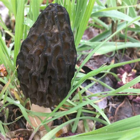 How To Find Morel Mushrooms In Idaho And Beyond A Comprehensive