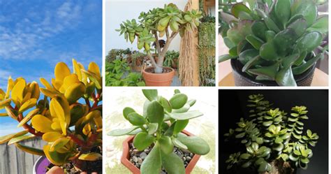 The Ultimate Guide To The Money Tree Succulent Care Significance And