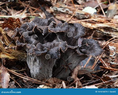 Craterellus Cornucopioides Edible Mushrooms Plants Growing in Nature ...