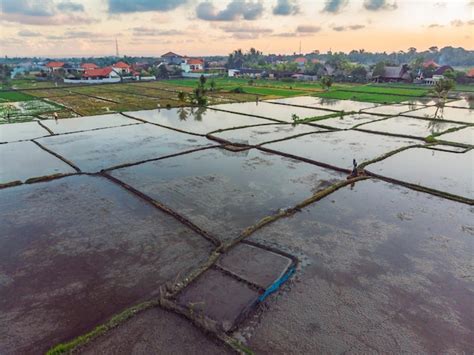 Os Campos De Arroz S O Inundados Gua Arrozais Inundados M Todos