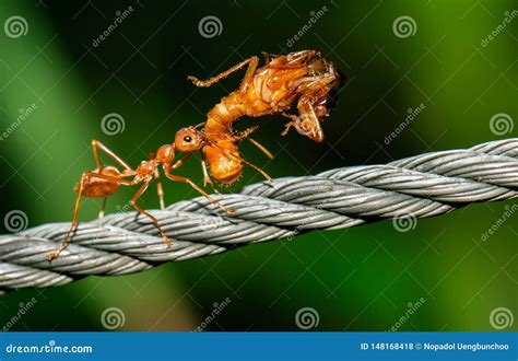 Hormigas Rojas Que Caminan Y Llevar El Cuerpo Del Insecto Foto De Archivo Imagen De Anaranjado