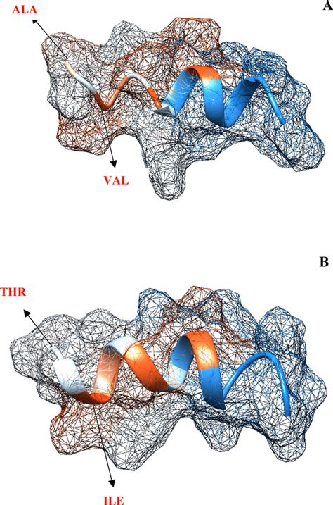 Model Peptide Fragments Visualized Using Ucsf Chimera Package With Download Scientific Diagram