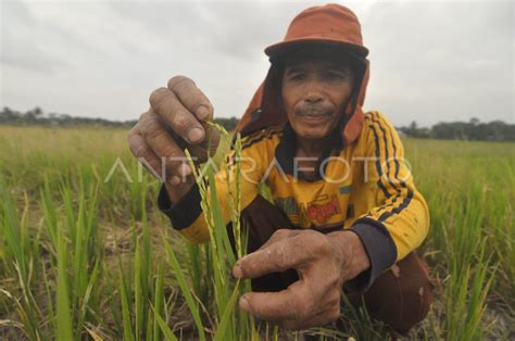 Produksi Beras Nasional Berpotensi Turun Akibat Kemarau ANTARA Foto