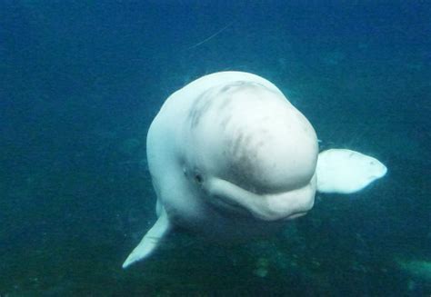 Beluga Whale Head On View Stock Photo - Download Image Now - Animal ...