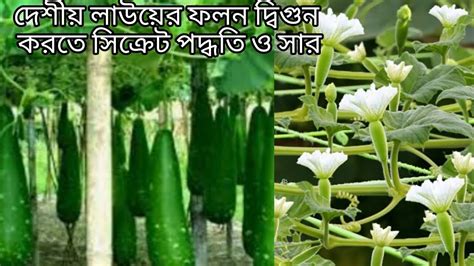 টবের লাউ গাছে দেশীয় লাউয়ের ফলন দ্বিগুণ করার সিক্রেট যত্নলাউ গাছের