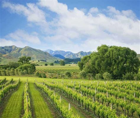 Marlborough Sauvignon Blanc: Wines To Buy, Tasting Notes & Regional ...