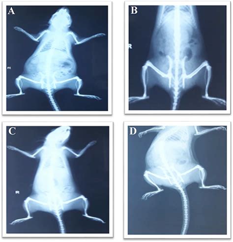 Effect Of Ole Loaded Nlc Gel In Cfa Induced Arthritic Rats X Ray