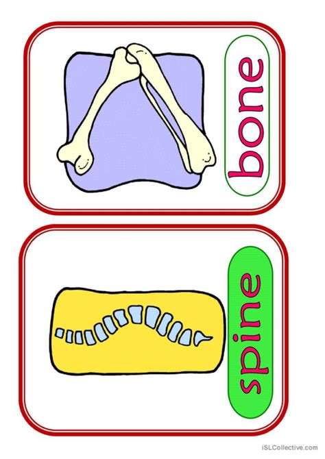 Body Parts #4 vocabulary flashcards…: English ESL worksheets pdf & doc