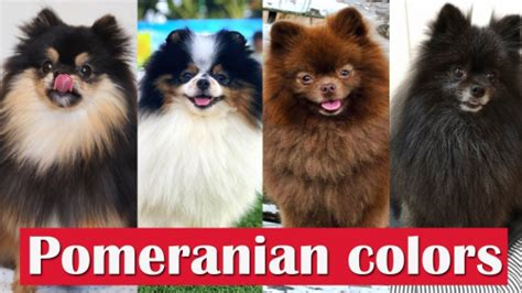 Pomeranian Colors Tier List (Community Rankings) - TierMaker