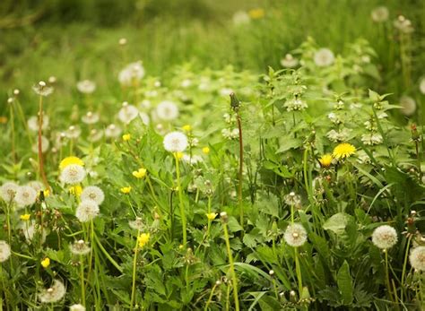 Premium Photo Dandelion Flowers With Leaves In Green Grass