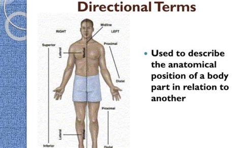 Anatomy And Physiology Directional Terms Otosection