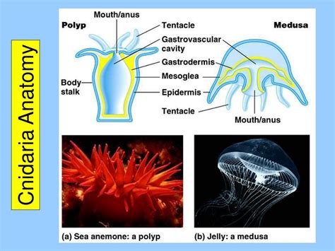 cnidaria diagram cnidaria phylum