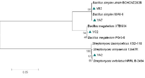 Phylogenetic tree of bacteria | Download Scientific Diagram