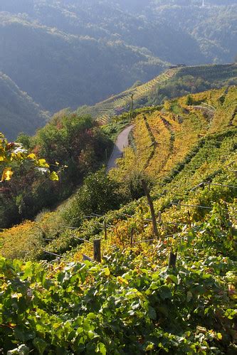 Vigneti In Val Di Cembra Aurelio Candido Flickr