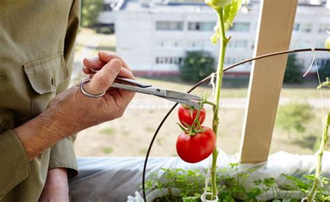 Las Cosechas De Manos Masculinas Cortan La Planta De Tomate Con Tijeras