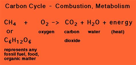 Combustion and Metabolism Reaction - Carbon Cycle