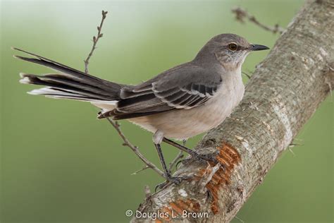 Northern Mockingbird Texas State Bird Douglas L Brown Flickr