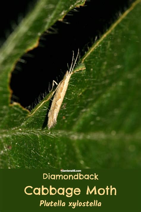 Cabbage Moth Control: Prevention and How to Get Rid of It - GardensAll