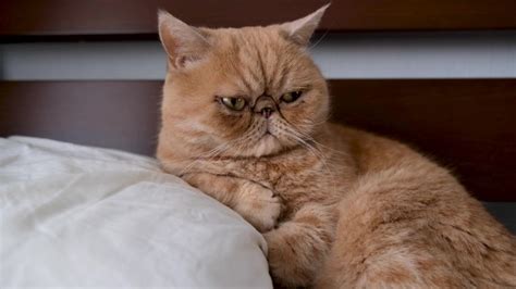 Persian Cat Grumpy Face - Go-images Web