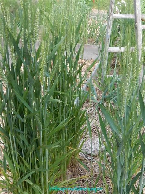 How To Grow Wheat In Your Garden Growing Wheat Make Your Own Flour Garden