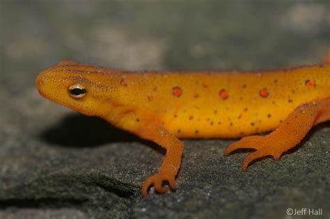 Eastern Newt | NC Wildlife