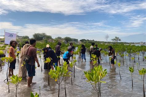 Benteng Alami Penahan Tsunami Itu Bernama Mangrove Tutura Id