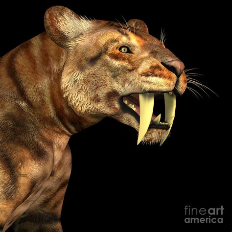 Saber-tooth Cat on Black Painting by Corey Ford - Pixels