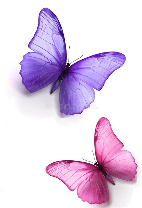 Pink Butterfly Isolated On White Stock Illustration Illustration Of