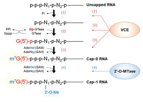 VCEと2 O MTaseを用いたRNAの5 Cap修飾Cap 0 Cap 1 RNA調製Protocolsタカラバイオ株式会社