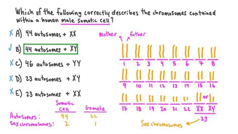 Lesson Determining Sex In Humans Nagwa