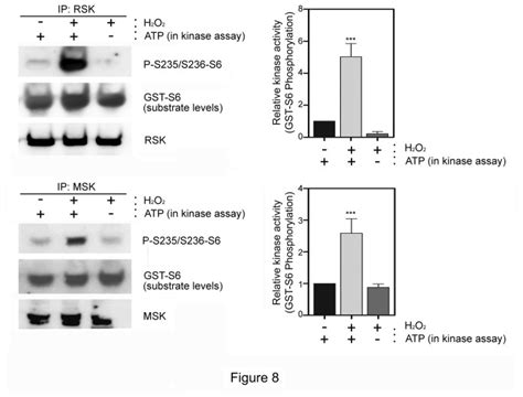 In Vitro Kinase Assay Using Rsk Or Msk Immunoprecipitates And Purified