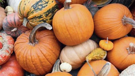 A Castelletto Monferrato La Zucca Non Si Arrende Al Covid Rinuncia