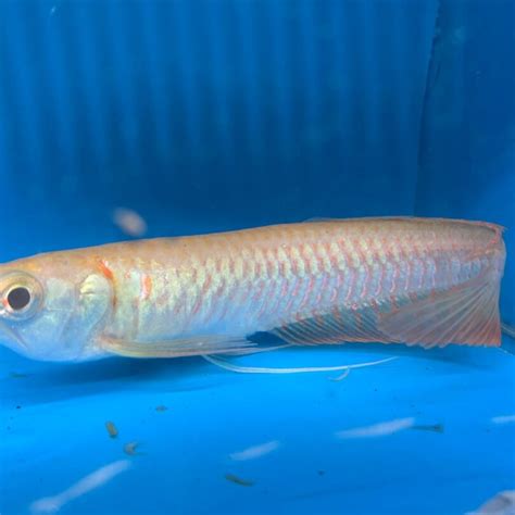 Arowana Albino