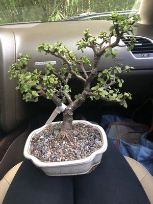 DRAGON TREE BONSAI - Updated January 2025 - 3663 SW Honey Ter, Palm ...