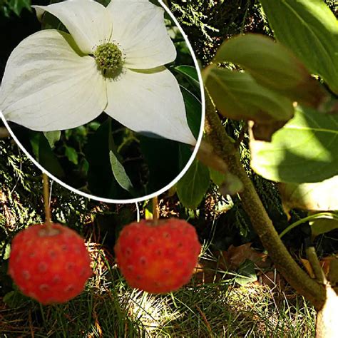 CORNUS Kousa Var Chinensis Milky Way Cornouiller D Asie