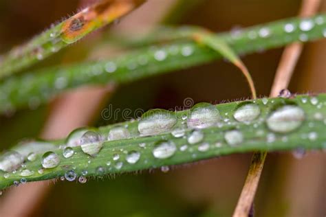 Descensos De Roc O De La Ma Ana En Una Hoja De La Hierba Foto De