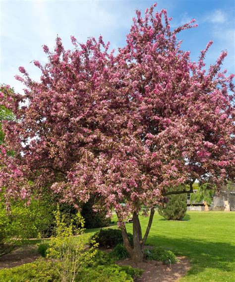 7 Best Fruit Trees For Front Yards | Gardening Know How