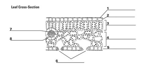 LEAF CROSS-SECTION Diagram | Quizlet