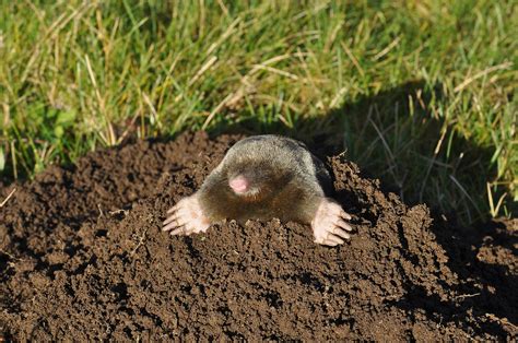 Top DIY Mole Prevention Methods