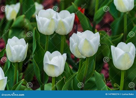 As Flores Brancas Coloridas Bonitas Das Tulipas Florescem No Jardim Da