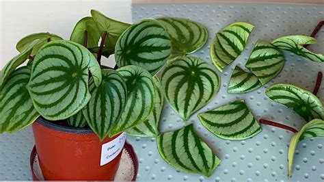 Simple Method To Propagate Watermelon Peperomia From Leaf Cuttings With