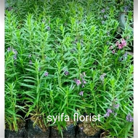 Jual Pohon Lavender Pengusir Nyamuk Shopee Indonesia