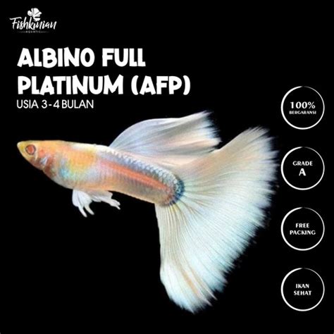 Promo Ikan Hias Air Tawar - GUPPY ALBINO FULL PLATINUM (AFP) - male - Kota Tangerang Selatan ...