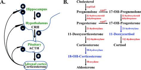 Self Regulation Of Hpa Axis Activity A Concise Schematic Presentation Download Scientific